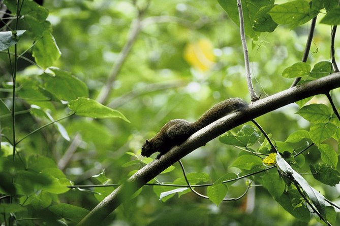 Morning Rainforest Walking From Langkawi - What to Expect