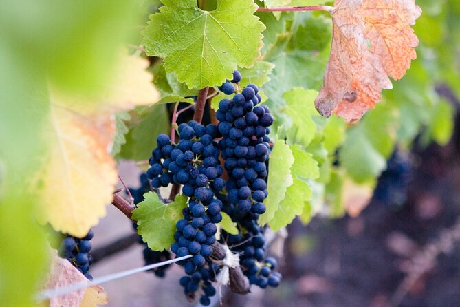 Mt Etna and Wine Tasting Tour From Catania - Inclusions