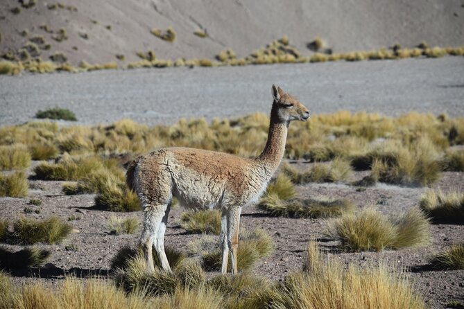 Multi-Day Tour in San Pedro De Atacama With Pickup - Inclusions and Amenities