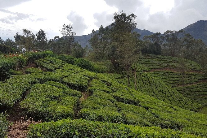 Munnar Tea Trail With Factory Experience ( by Munnar Info) - Highlights of the Tour