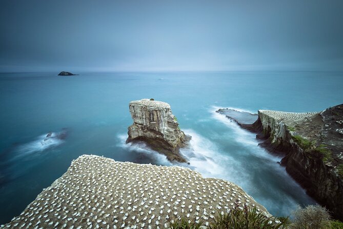 Muriwai Scenic Gannet & Wine Experience Incl. Lunch - Day Tour From Auckland - Meeting and Pickup Details