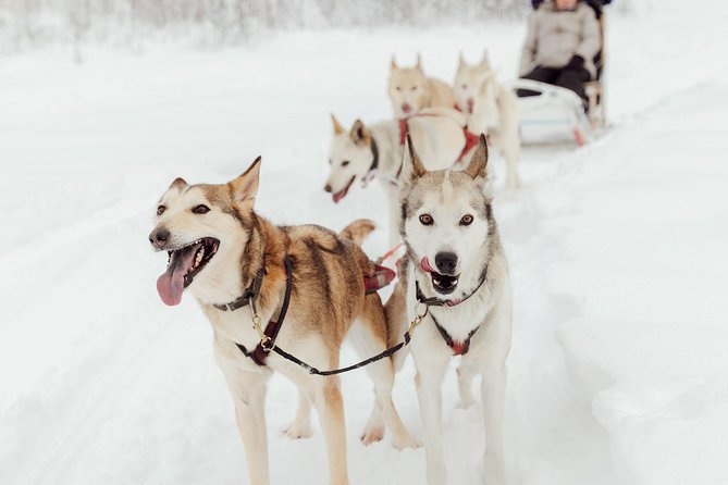 Mush Your Own Sled Dog Team (Winter Tour) in Talkeetna, Alaska - Tour Itinerary