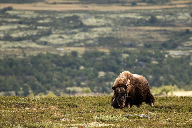 Muskox Safari From Hjerkinn | Dovre & Lesja Aktiv - Photography Opportunities