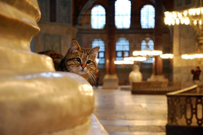 Must - See Istanbul Stops 1: Half Day Morning Tour - Hagia Sophia Museum