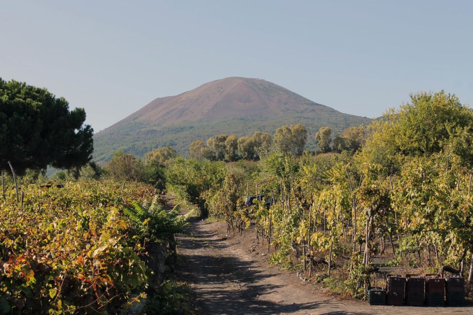 Naples: Vesuvius, Pompeii, and Vineyards Tour - Mount Vesuvius Exploration