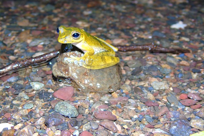 Nativos Corcovado Night Hike in DrakeBay - Wildlife Encounters on the Tour