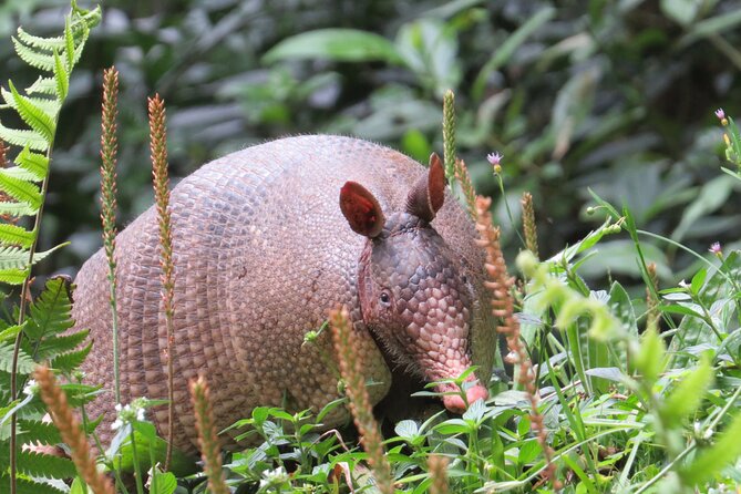 Natural History Tour at Curi Cancha Reserve in Monteverde - Reviews and Visitor Feedback