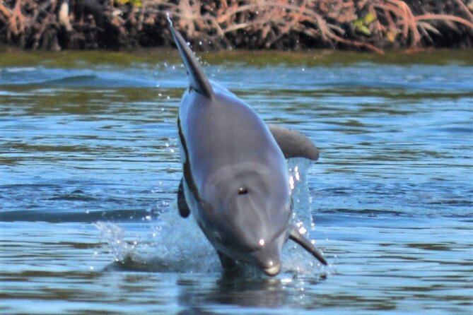 Nauti Exposures - Guided Kayak Tour Through the Mangroves - Wildlife Spotting