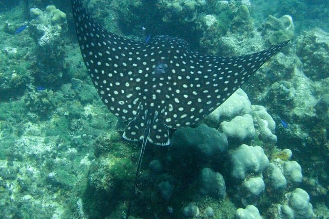 Negril PRIVATE CHARTER Catamaran (Rate for 25 Persons) - Meeting Points and Transfers