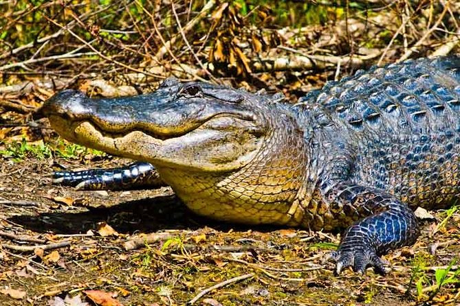 New Orleans Large Airboat Swamp Tour - Tour Highlights