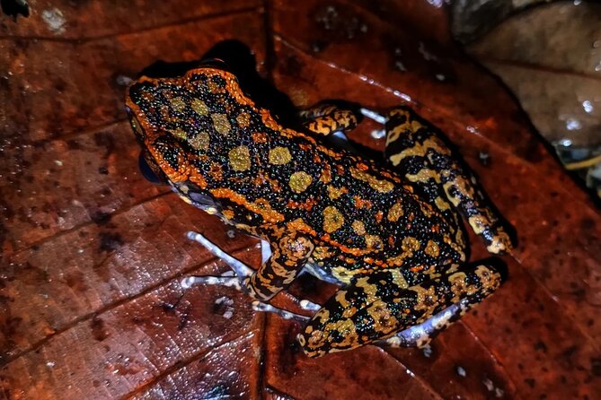 Night Froggy Adventure at Kubah National Park - Meeting and Pickup