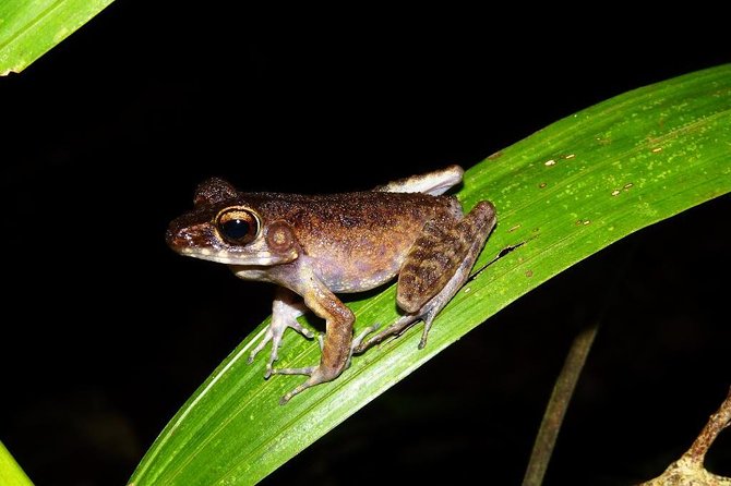 Night Frogs Tour at Kubah National Park - Inclusions and Logistics