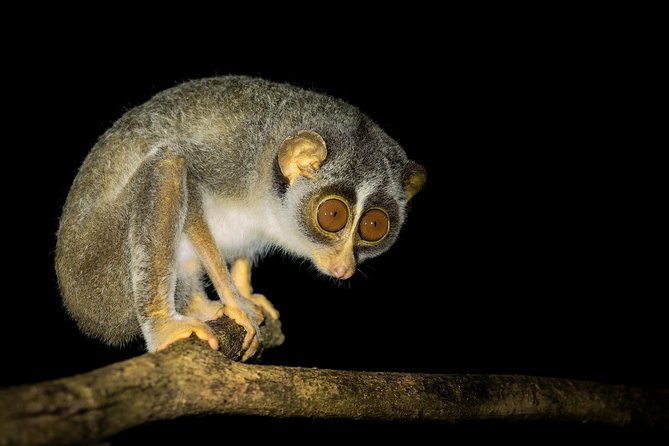 Night Hike to See Elusive & Rare Loris in Sigiriya - Rare Loris Facts