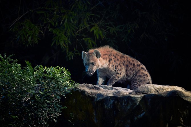Night Safari With Buffet Dinner With Hotel Pick-Up - Nocturnal Animal Sightings