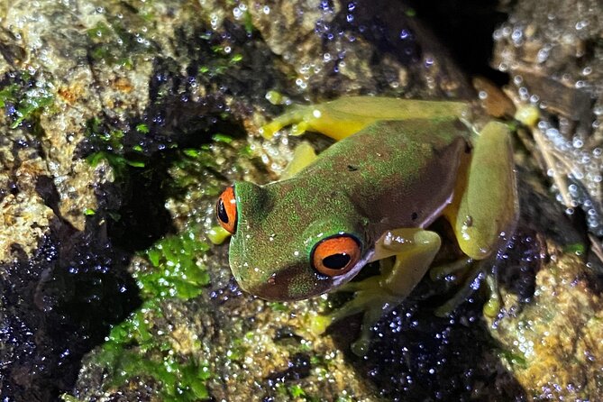 Night Tour in Monteverde Tropical Forest - Tour Amenities and Inclusions