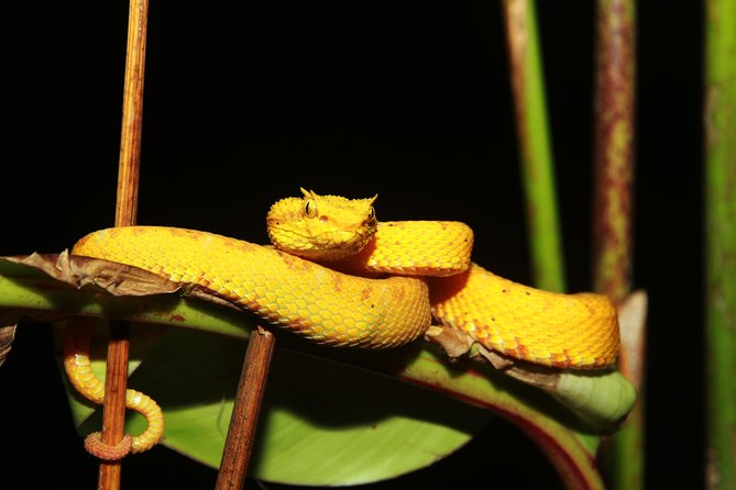 Night Walk Experience at Natura Eco Park, (Frogs Snakes Mammals Insects Birds) - Unique Wildlife Encounters