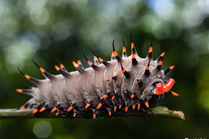 Night Walk in Cairns Botanic Gardens - Lets Go Buggin - What to Expect on the Walk