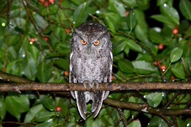 Night Walk in Monteverde - Wildlife Spotting Highlights