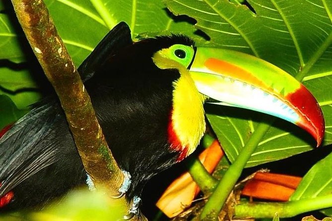 Night Wildlife Spoting & Jungle Walk - Participant Experiences