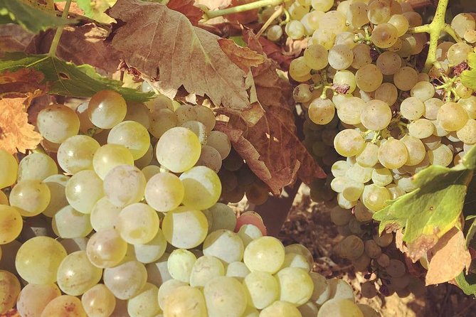 Northern Rhône Valley Wine Half Day Tour From Lyon - Scenic Drive Through Vienne