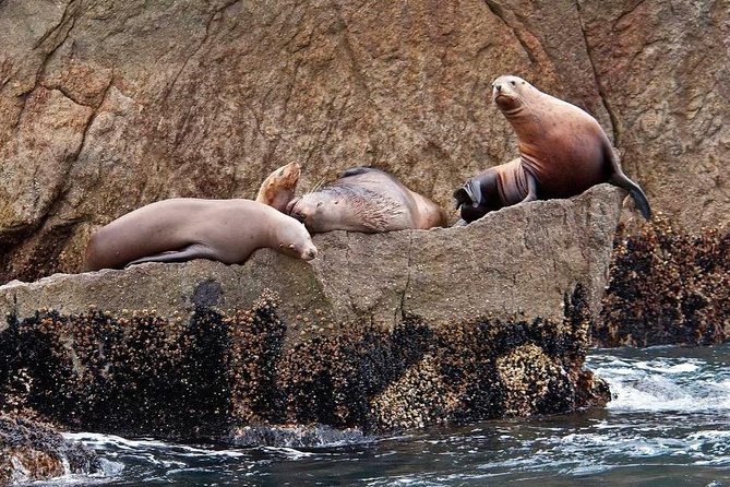 Northwestern Fjord Sightseeing Cruise From Seward - Wildlife Sightings