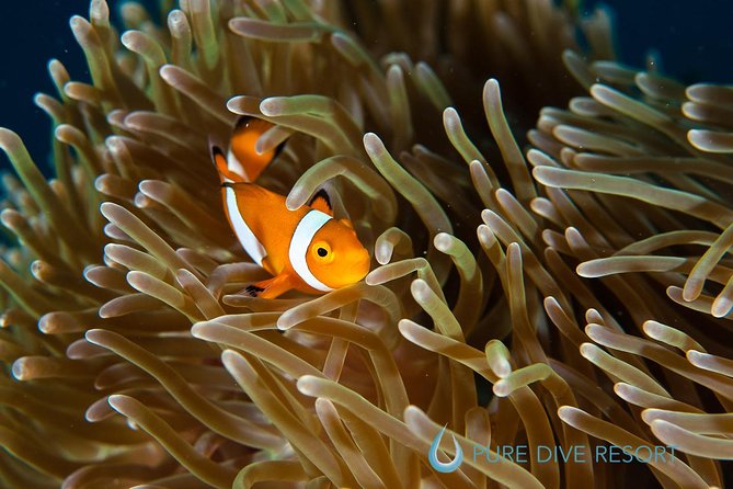 Nusa Penida Three Dives Trip for Certified Divers - Meeting and Drop-off Locations