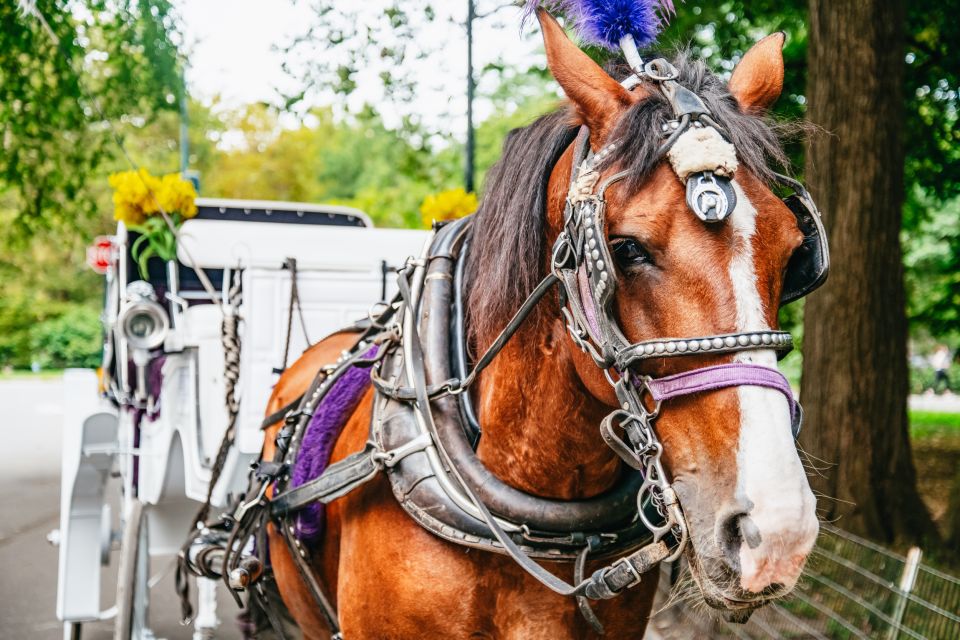 NYC: Guided Central Park Horse Carriage Ride - Photo Opportunities