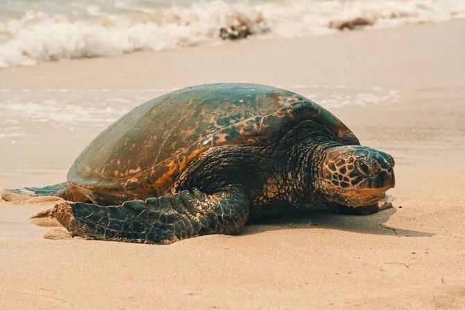 Oahu Unveiled: Tailored Luxury Private Island Tour - Key Highlights of the Tour