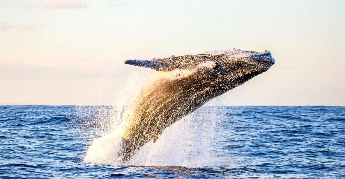 Oahu: Waikiki Eco-Friendly Morning Whale Watching Cruise - Cruise Specifics