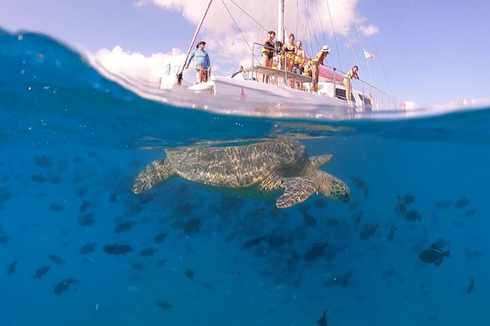 Oahu: Waikiki Turtle Snorkeling Adventure Cruise - Highlights of the Cruise