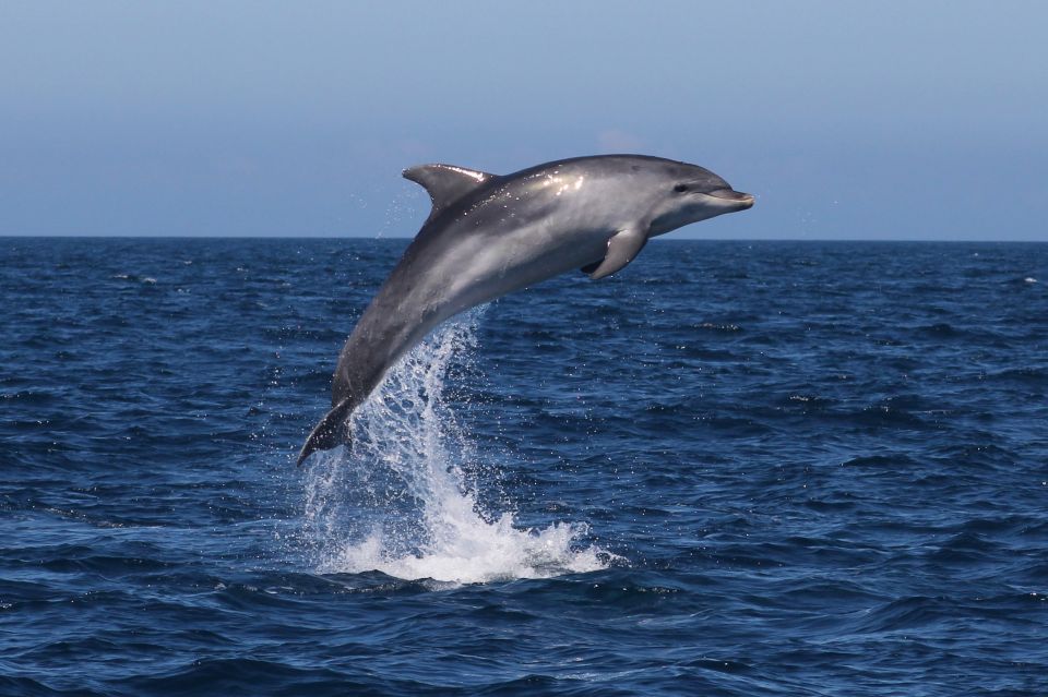 Observation of Dolphins - Experience Highlights