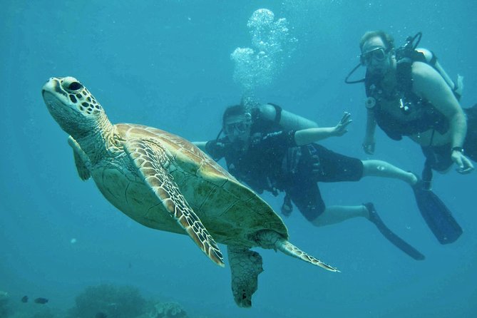 Ocean Freedom Great Barrier Reef Luxury Snorkel and Dive Cruise - Activities Offered