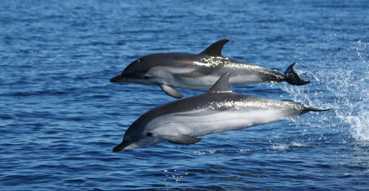 Olbia: Dolphin Watching & Snorkeling Boat Tour Near Figarolo - Experience Highlights