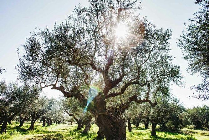 Olive Tour & Tasting - Guided Tour Highlights