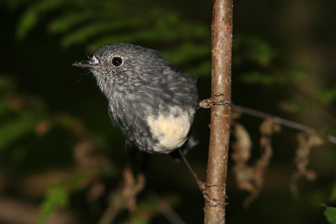 One Day Birding Adventure - Highlights of the Experience
