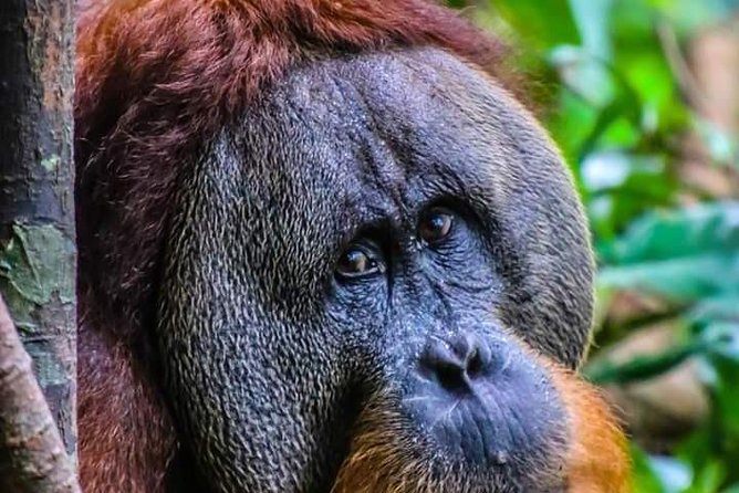 ONE DAY JUNGLE TREKKING 6-7 Hours (See Orang Utan) + RAFTING in BUKIT LAWANG - Itinerary and Activities