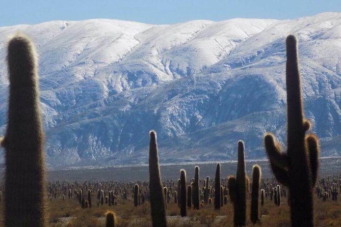 One Day Tour of Cachi and Calchaquí Valleys From Salta - Inclusions and Logistics