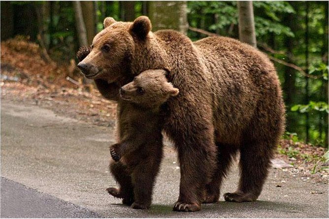 One Day Trip Bear Sanctuary, Dracula Castle, Rasnov Fortress From Brasov - Bear Sanctuary Experience