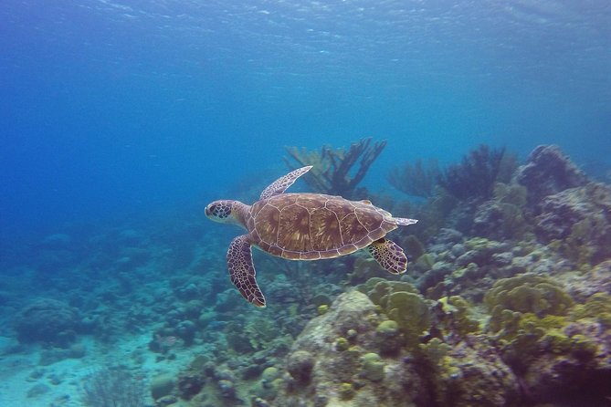 Open Water Diver Course at Blue Bay Dive in Curacao - Pickup and Meeting Options