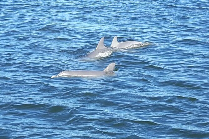 Orange Beach Dolphin Eco Boat Tour - Wildlife Encounter