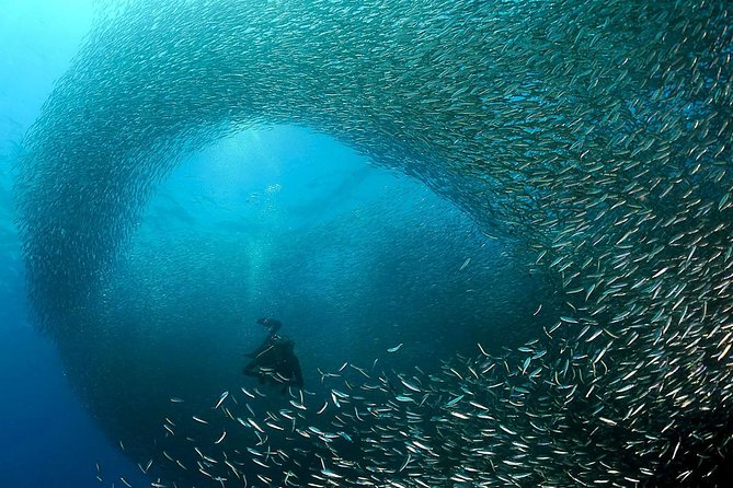 Oslob Whale Shark Snorkeling & Pescador & Sardine Run & Turtle - Tumalog Falls