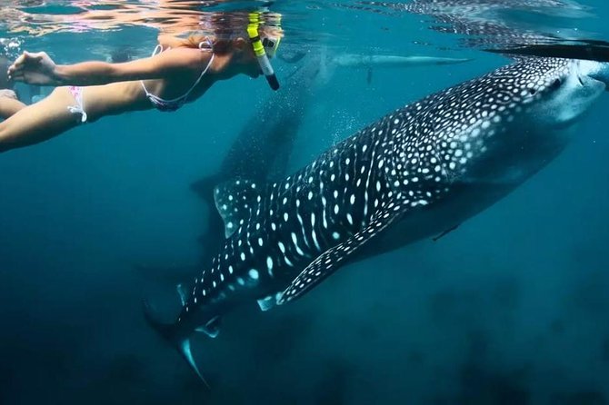 Oslob Whale Shark Swimming and Kawasan Falls Canyoneering - Pickup Locations and Times