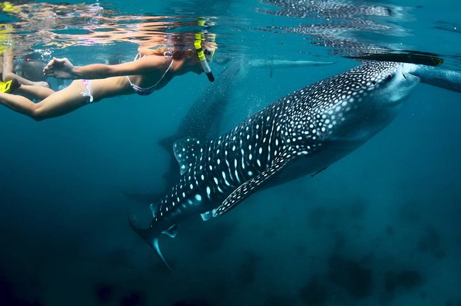 Oslob Whale Shark Watching - Meeting and Pickup Details