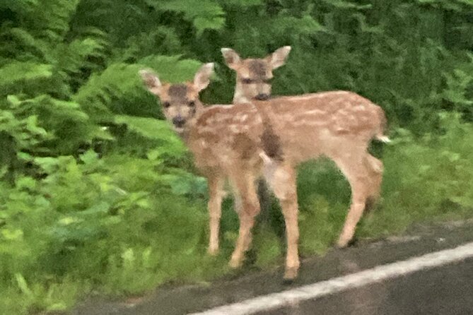 “Over the TOP Tours” City Highlights, Wildlife and More! - Key Highlights of the Tour