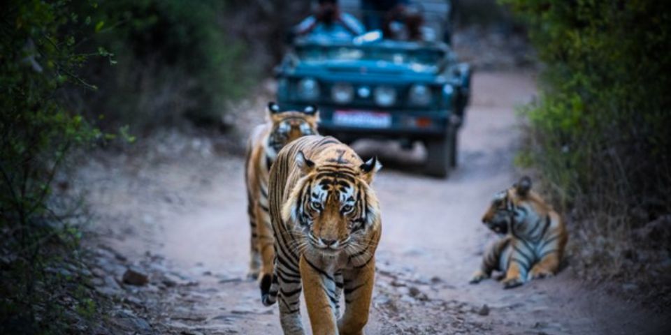 Overnight Private Tour: Jaipur - Ranthambore Tiger Safari - Detailed Itinerary