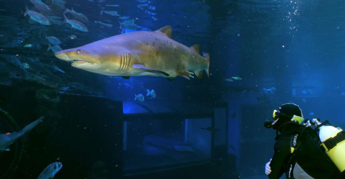 Palma De Mallorca: Shark Dive at Palma Aquarium - Diving Into the Big Blue Tank