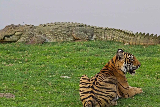 Panna Tiger Reserve Tour From Khajuraho - Meeting and Pickup Details