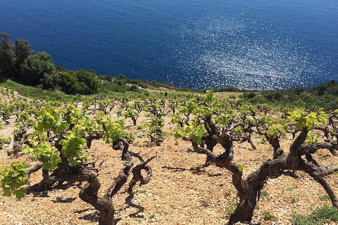 Peljesac and Ston Private Wine Tour With Tastings From Dubrovnik - Included Features and Benefits