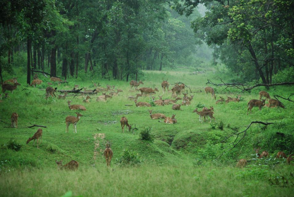 Pench National Park: Skin the Line Access to Jungle Safari - Safari Experience