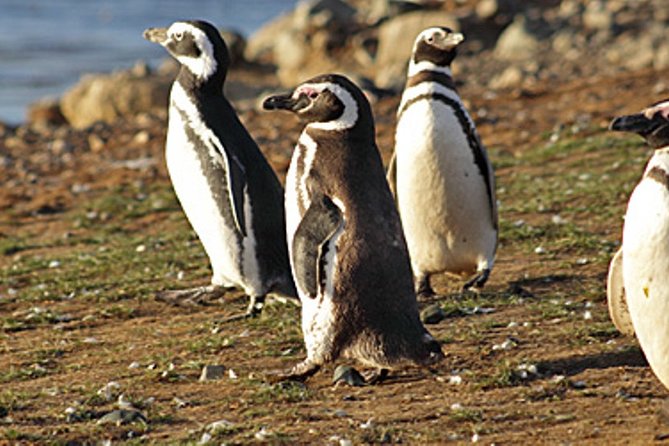 Penguin Colony in Ushuaia - Unique Wildlife Experience